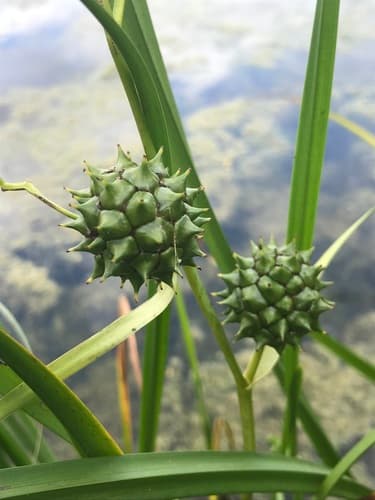 Big Bur-reed