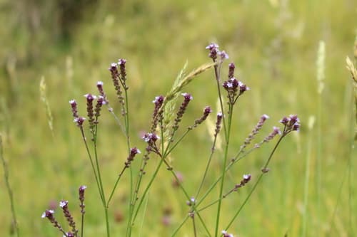 Seashore Vervain Bonsai