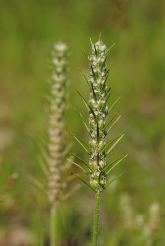 Bracted Plantain