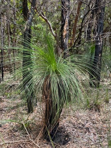 Forest Grasstree