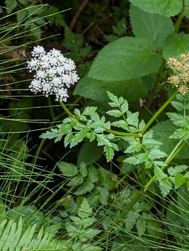 Water Parsley