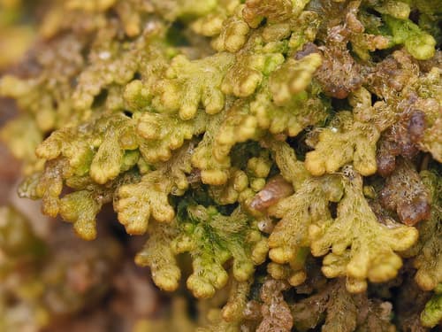 Tree Fringewort
