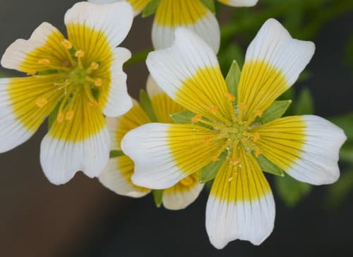 Douglas' Meadowfoam