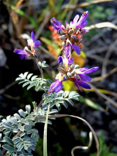 Silver Prairie Clover