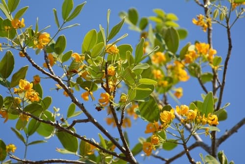 flor de San Jose