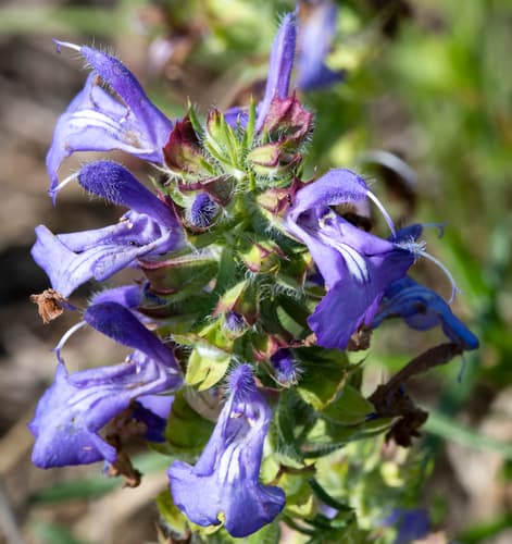 Engelmann's Sage