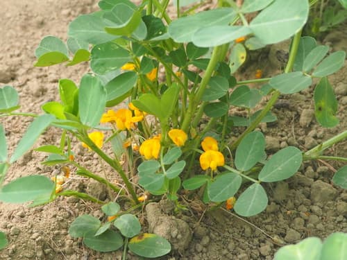 Peanut Plant