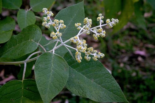 Tepozan