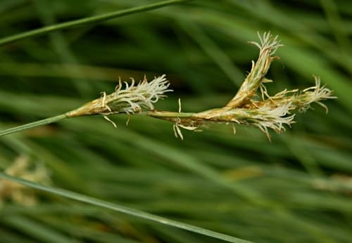Alpine Grass
