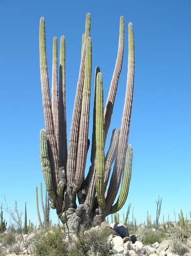 Mexican Giant Cactus Bonsai