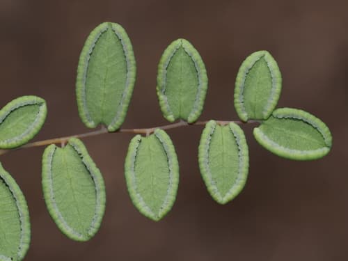 Coffee Fern