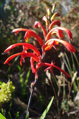 Cobra Lily