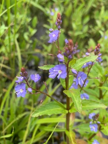 American Brooklime