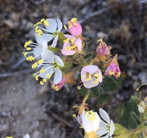 Booth's Evening Primrose