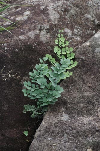 Hard Fern Bonsai