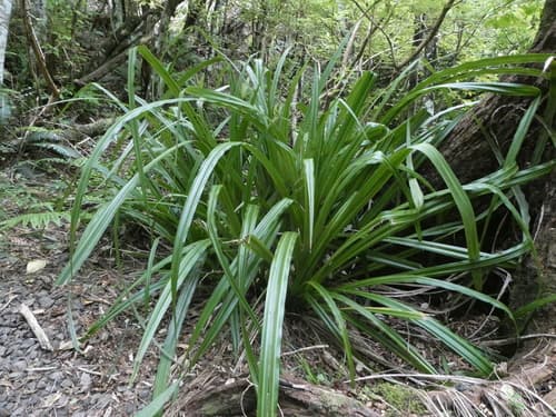 Bush Flax