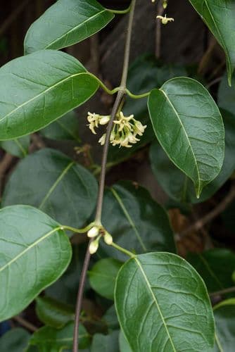 Common Milk Vine