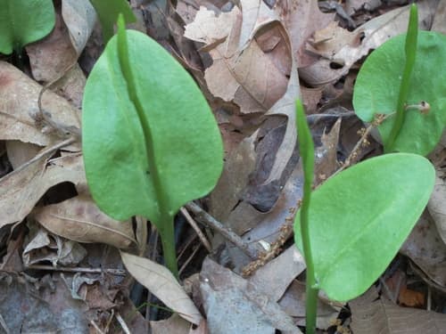 Southern Adder's-tongue
