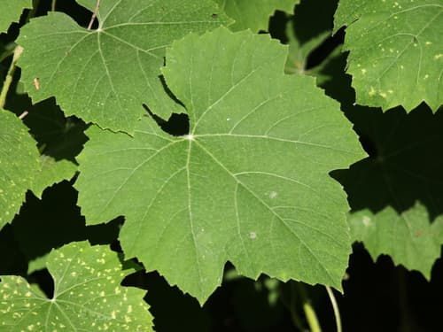 Desert Wild Grape