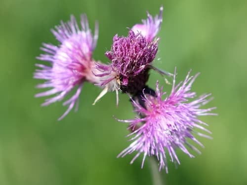 Brook Thistle (Not a Bonsai)
