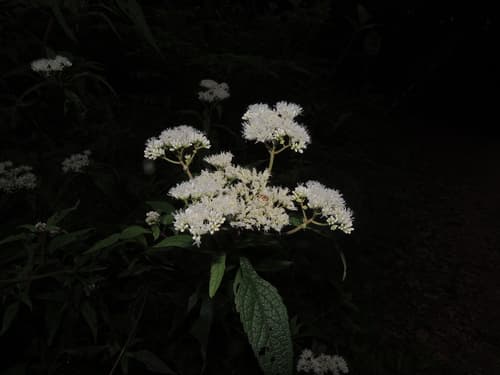 Whiteweed Bonsai