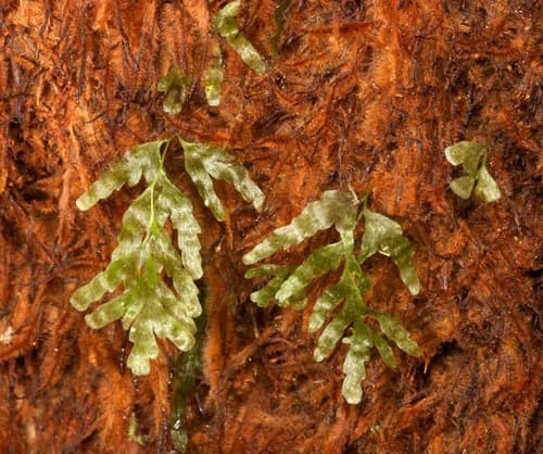 Veined Bristle-fern