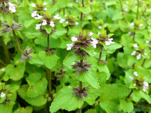 Field Woundwort