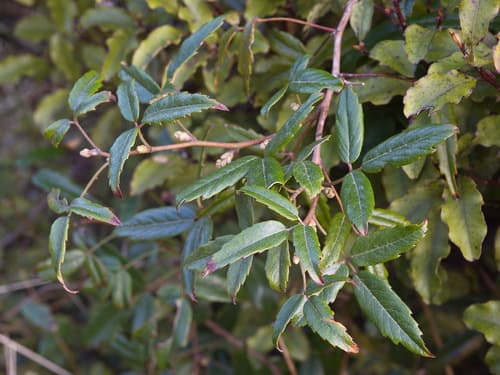 White-leaved Lawyer