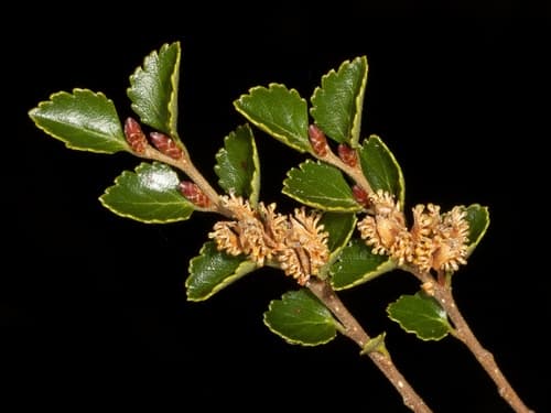 Silver Beech