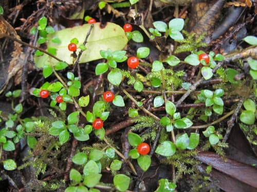 Fruiting Duckweed
