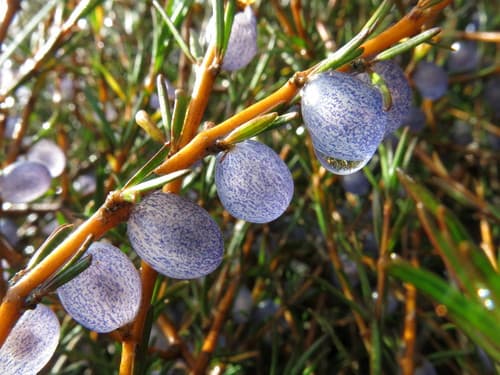 Sand Coprosma