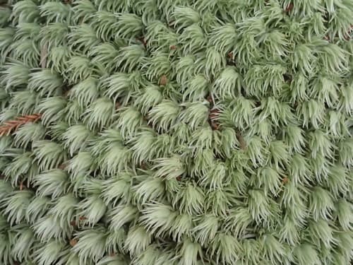 Milk moss