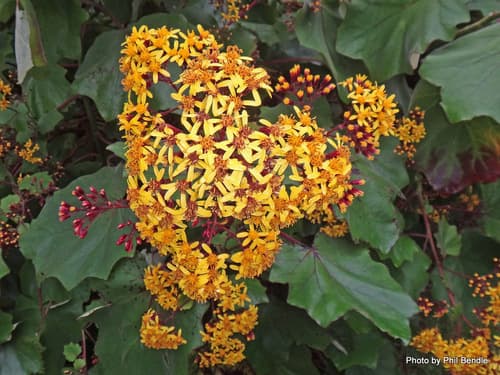 Velvet Groundsel