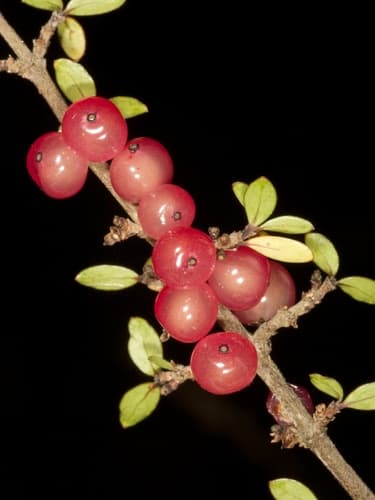 Coprosma dumosa