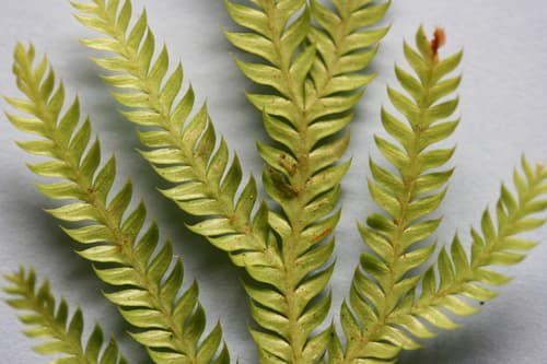 Climbing Clubmoss