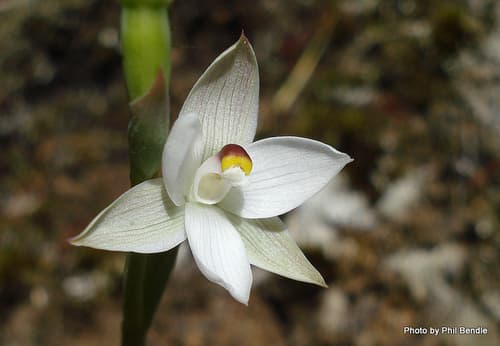 Common Sun Orchid