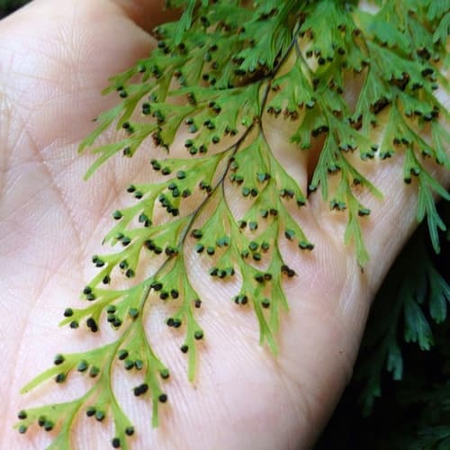 Drooping Filmy Fern
