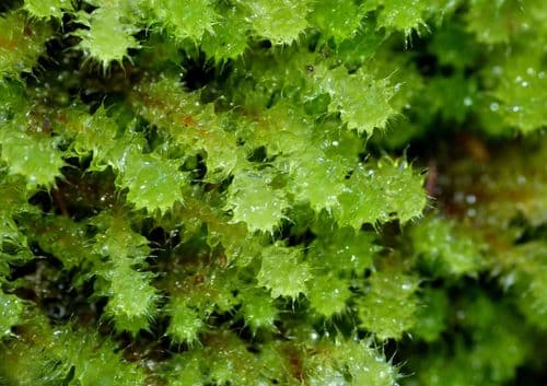 Pipe-cleaner Moss