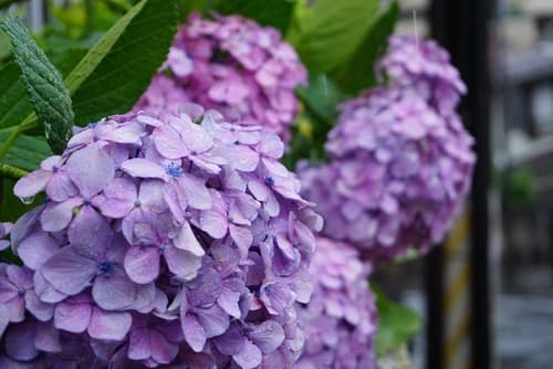 mophead hydrangea