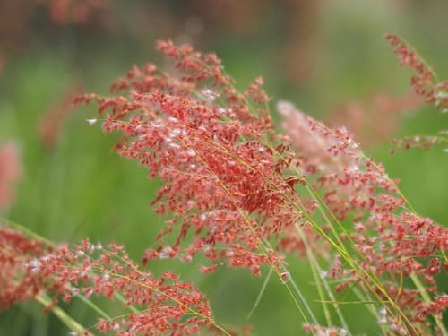 Natal Grass