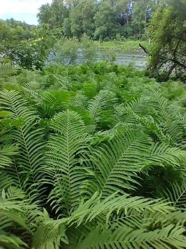Ostrich Fern