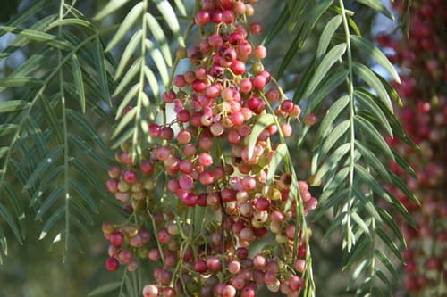 Peruvian Pepper Tree Bonsai