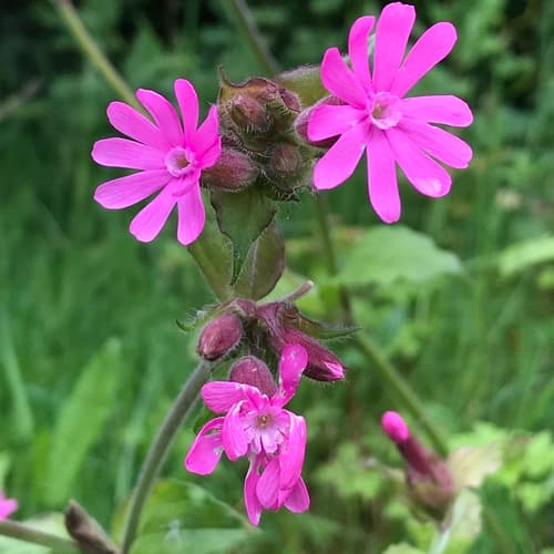 Red Campion