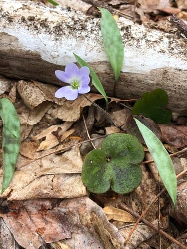 Round-lobed Hepatica