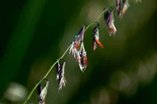 Sideoats Grama