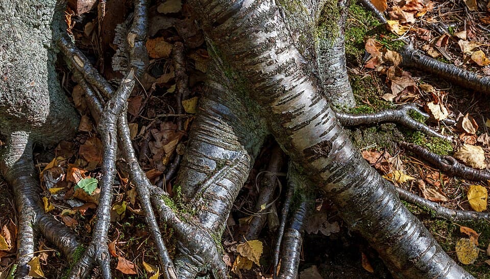 Silver Birch Bonsai