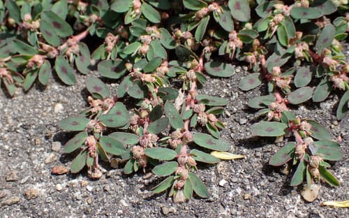 Spotted spurge