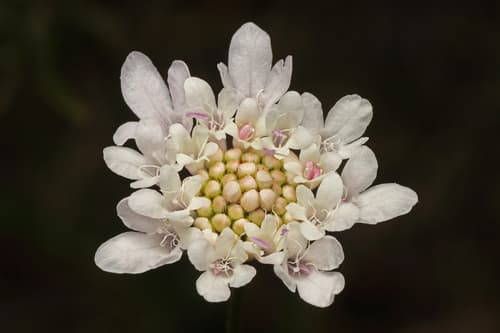 Sweet Scabious