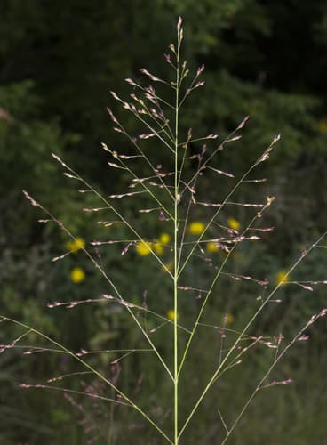 Switchgrass Bonsai