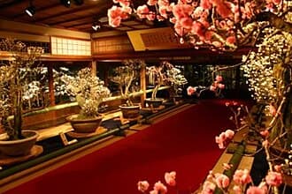 Japanese Flowering Plum Bonsai